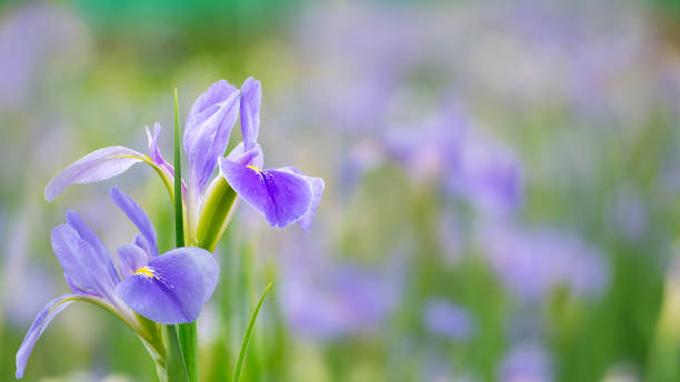 фиолетовые цветы радужной оболочки глаза (iris germanica) на размытом зеленом естественном фоне сада - germanica стоковые фото и изображения