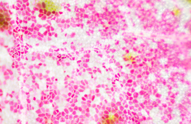 istock Blur texture of plants cells find with microscope 10X. 1217919404