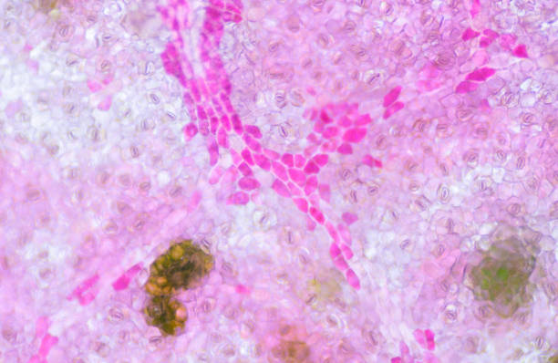 istock Blur texture of plants cells find with microscope 10X. 1217919430