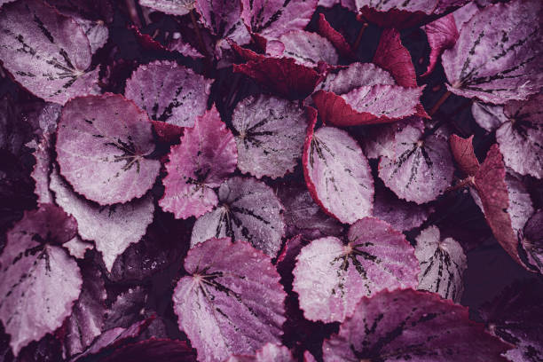 istock green leaves for background and wallpaper 1217919440