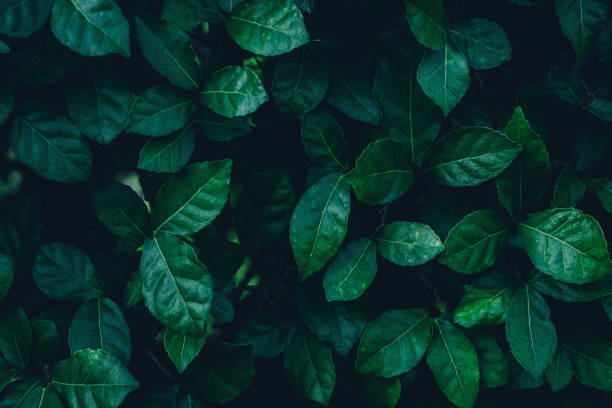istock green leaves for background and wallpaper 1217919441