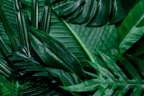istock green leaves for background and wallpaper 1217919443