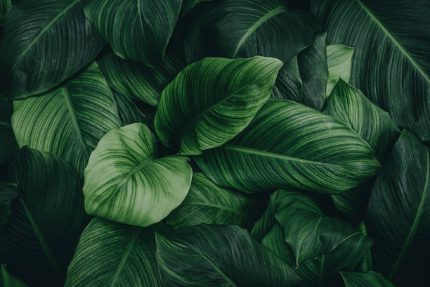 istock green leaves for background and wallpaper 1217919452