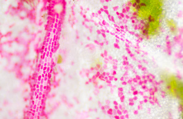 istock Blur texture of plants cells find with microscope 10X. 1217919966