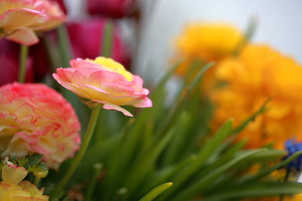 istock The Essence of Spring moments under the sun light 1217921046
