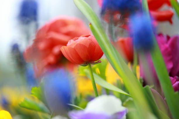 A DSLR photo of beautiful primula flowers in spring. Shallow depth of field.