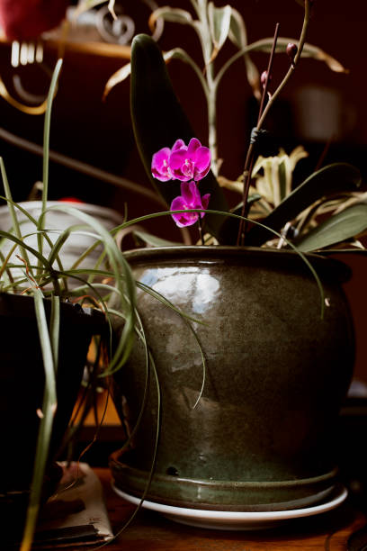 istock Tropical orchids in flower pot 1217921203