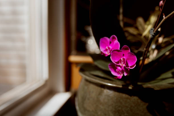 istock Tropical orchids in flower pot 1217921205
