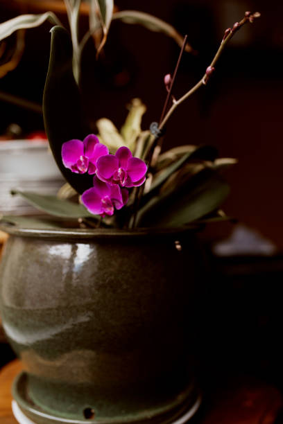 istock Tropical orchids in flower pot 1217921214