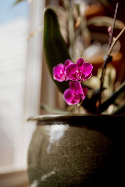 istock Tropical orchids in flower pot 1217921249
