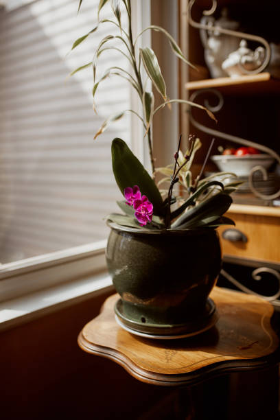 istock Tropical orchids in flower pot 1217921279
