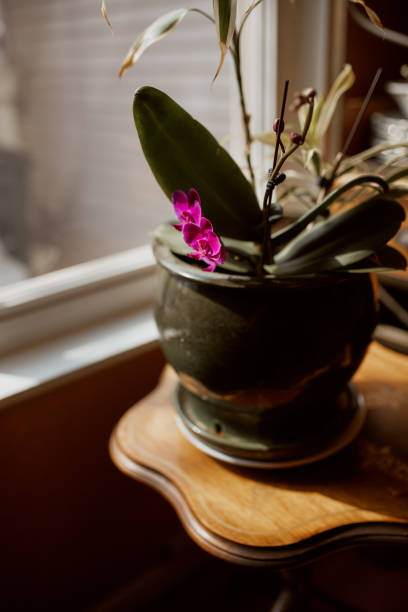 istock Tropical orchids in flower pot 1217921282