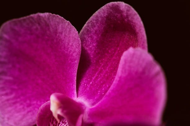 istock Tropical, pink orchids in flower pot 1217921286