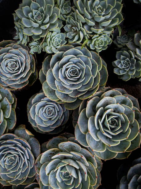 istock Flock of succulents 1217922055