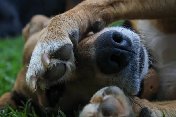 Photo of Mongrel dog hiding from the camera