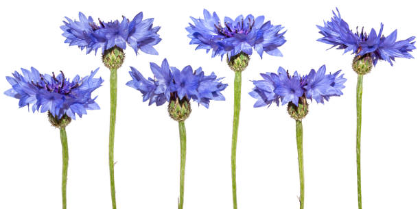 istock Set of cornflowers isolated. Blue spring flowers 1217922251