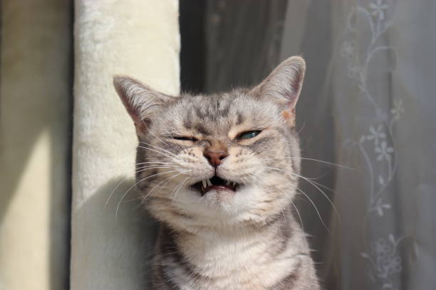 Cat with a funny face that is likely to sneeze. Cat with a funny face sneezing photos stock pictures, royalty-free photos & images