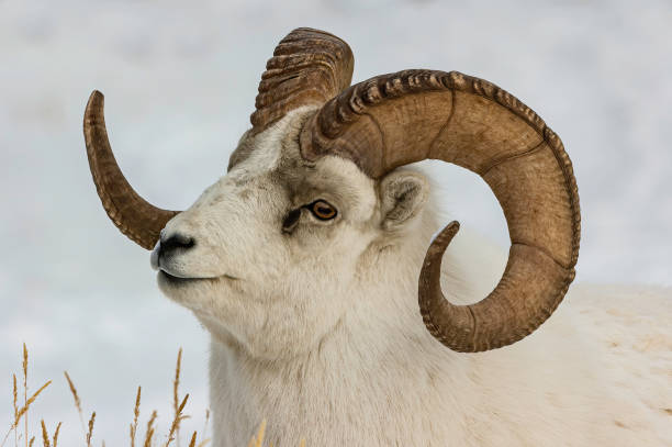 수컷 달 양, 오비스 달리, 클루안 국립공원, 유콘, 캐나다, - dall sheep 뉴스 사진 이미지