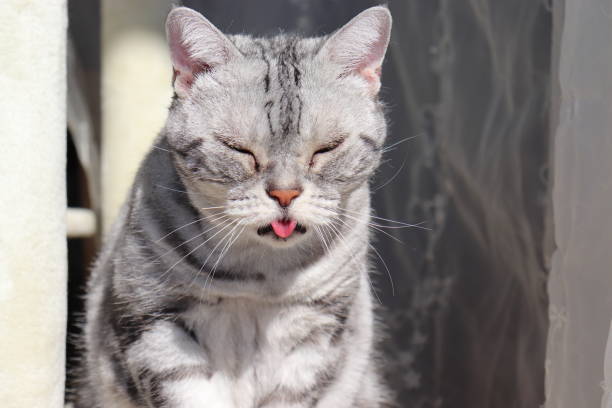 istock Cat with funny face with tongue out. 1217925667