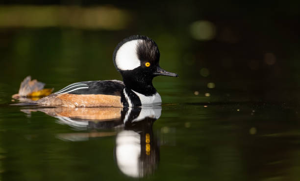 istock Hooded Merganser Portrait 1217925747