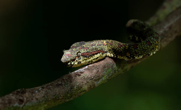 istock Eyelash Viper in Costa Rica 1217925847