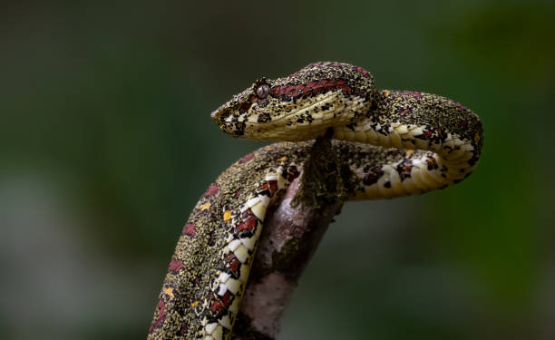 istock Eyelash Viper in Costa Rica 1217925854