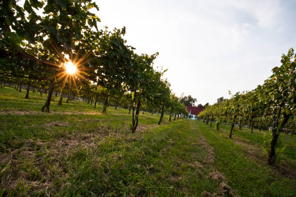 istock Sunset in the vines 1217927522