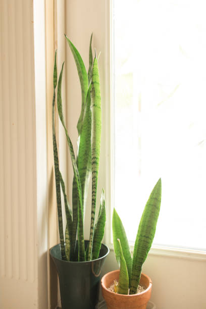 istock Sansevieria Trifasciata 'Laurentii' Snake Plants 1217927718