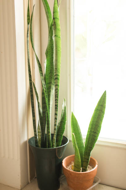 istock Sansevieria Trifasciata 'Laurentii' Snake Plants 1217928244