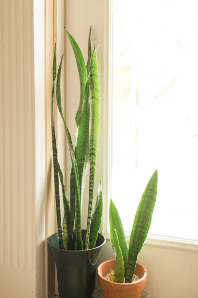 istock Sansevieria Trifasciata 'Laurentii' Snake Plants 1217928246