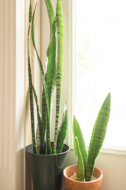 istock Sansevieria Trifasciata 'Laurentii' Snake Plants 1217928255