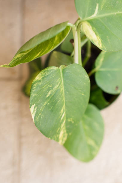 istock Golden Pothos Plant 1217928260