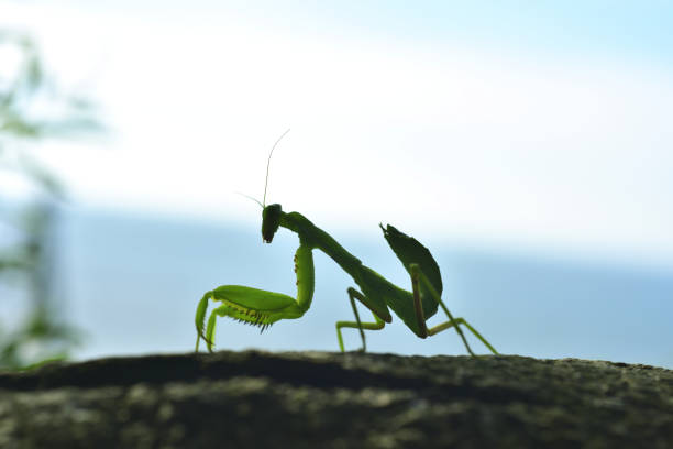 istock close-up of mantis Taiwan 1217928315