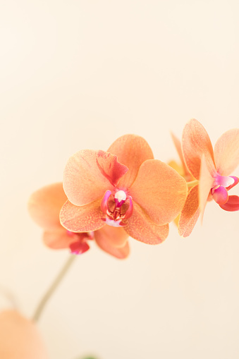 Colorful orange orchid plant in sunny South Florida.