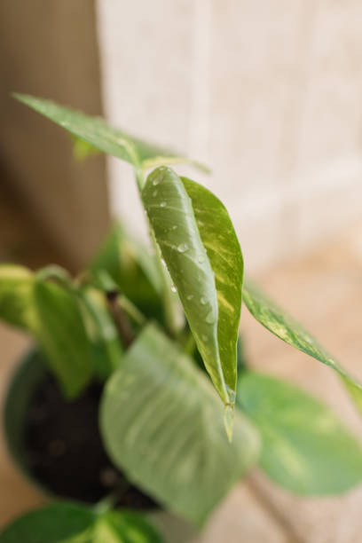 istock Golden Pothos Plant 1217928364