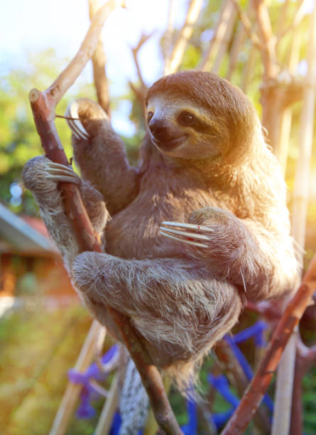 istock Happy, rescued Sloth 1217928371