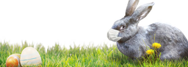 istock Easter rabbit with medical mask at epidemic time 1217928498