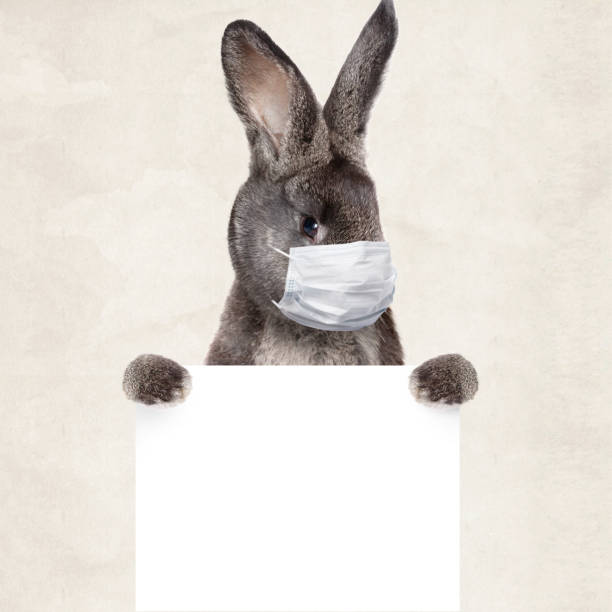 istock Easter rabbit with medical mask at epidemic time 1217928530
