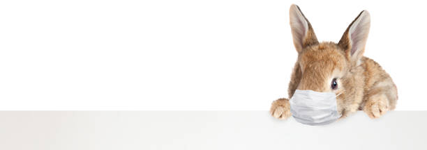 istock Easter rabbit with medical mask at epidemic time 1217928545