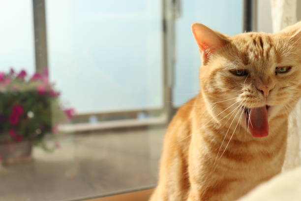 istock Cat with a funny face on the windowsill. 1217928579