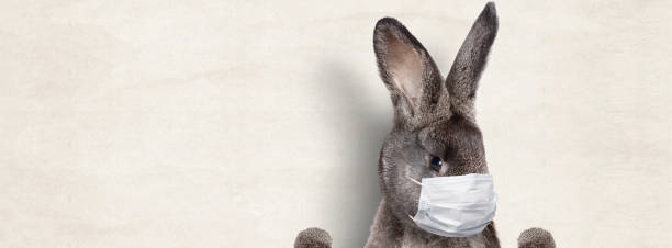 istock Easter rabbit with medical mask at epidemic time 1217929194