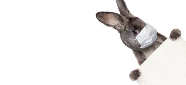 istock Easter rabbit with medical mask at epidemic time 1217929204