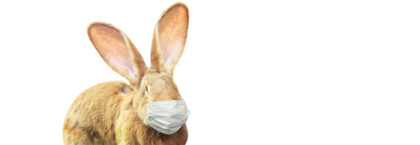istock Easter rabbit with medical mask at epidemic time 1217929234