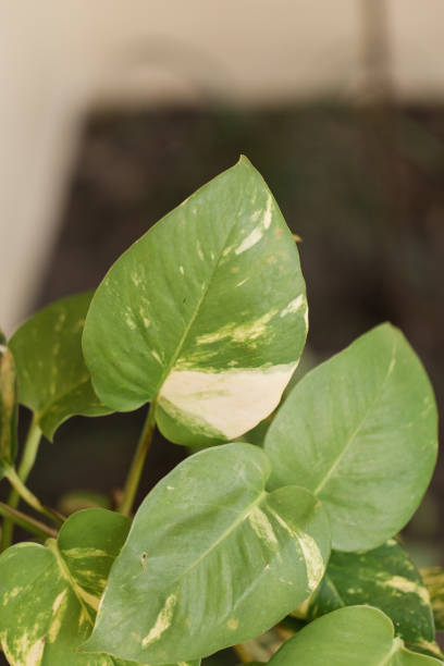 istock Golden Pothos Plant 1217932499