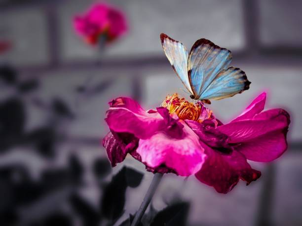 BUTTERFLY ON FLOWER BLUR BACKGROUND NATURE