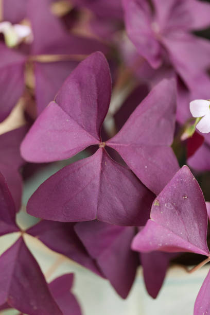 Purple Oxalis Triangularis Houseplant Purple Oxalis Triangularis houseplant in bright natural light in the Spring of 2020 in South Florida. A bright joyful plant bringing inspiration during the COVID-19 pandemic of 2020. The plant is a beautiful teal-colored ceramic flower pot. 

Oxalis triangularis, commonly called false shamrock, is a species of edible perennial plant in the Oxalidaceae family. It is endemic to Brazil. 

Three is often the magic number when it comes to Oxalis. The most common species grown as a houseplant is Oxalis triangularis which has three common names, False Shamrock, Purple Shamrock and Love Plant. oxalis triangularis stock pictures, royalty-free photos & images