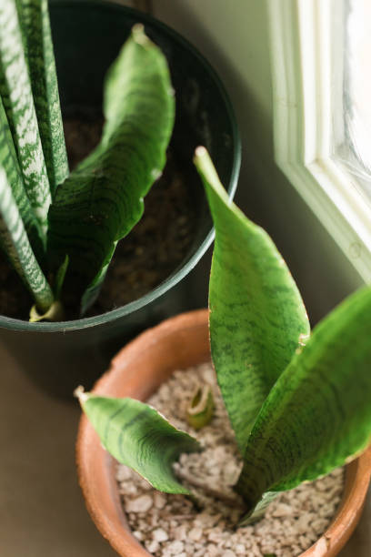 istock Sansevieria Trifasciata 'Laurentii' Snake Plants 1217935018