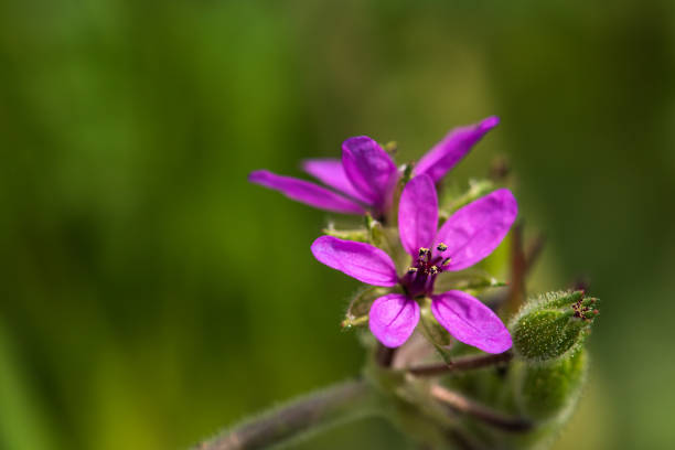 Purple spring flower among green leaves