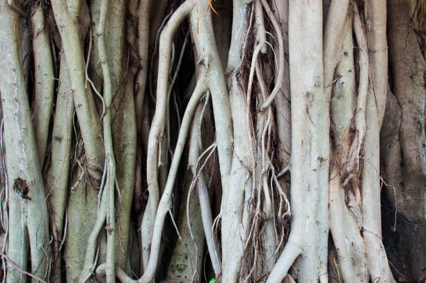 Very old banyan tree at mandu Madhya Pradesh, india