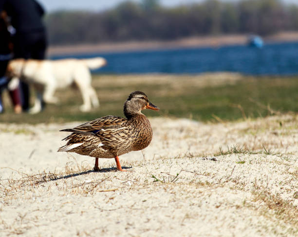 istock A wild gray duck walks on a deserted river bank 1217938548